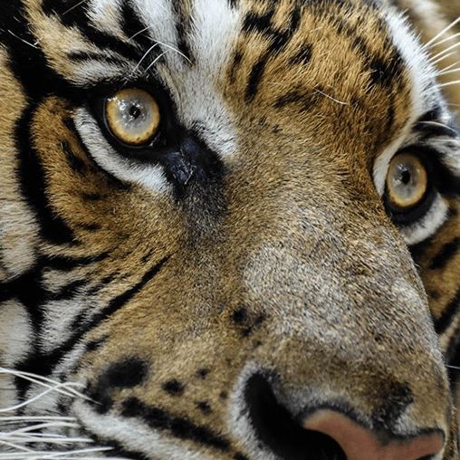 A close-up photo of a tiger's face