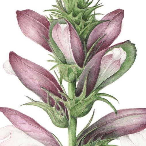 A drawing of a plant with flowers