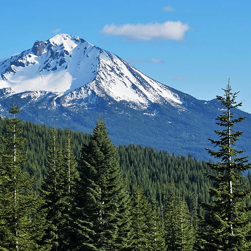 A photo of a snow-covered mountain and pine forest