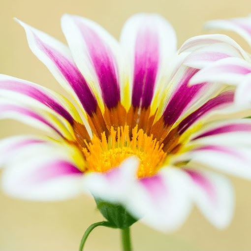 A close-up image of a flower