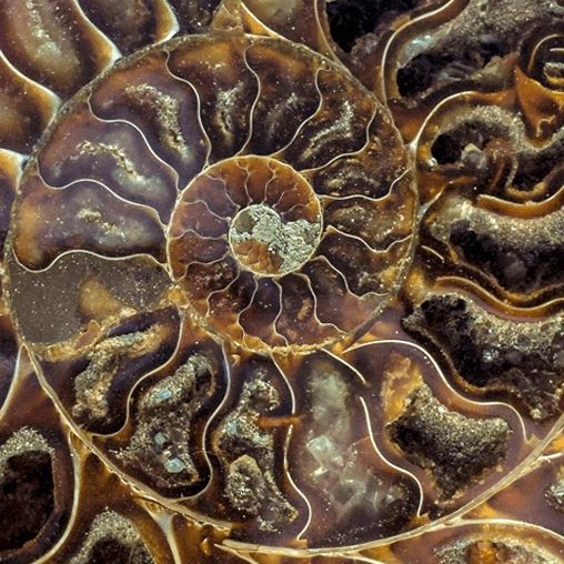 Close up on an Ammonite