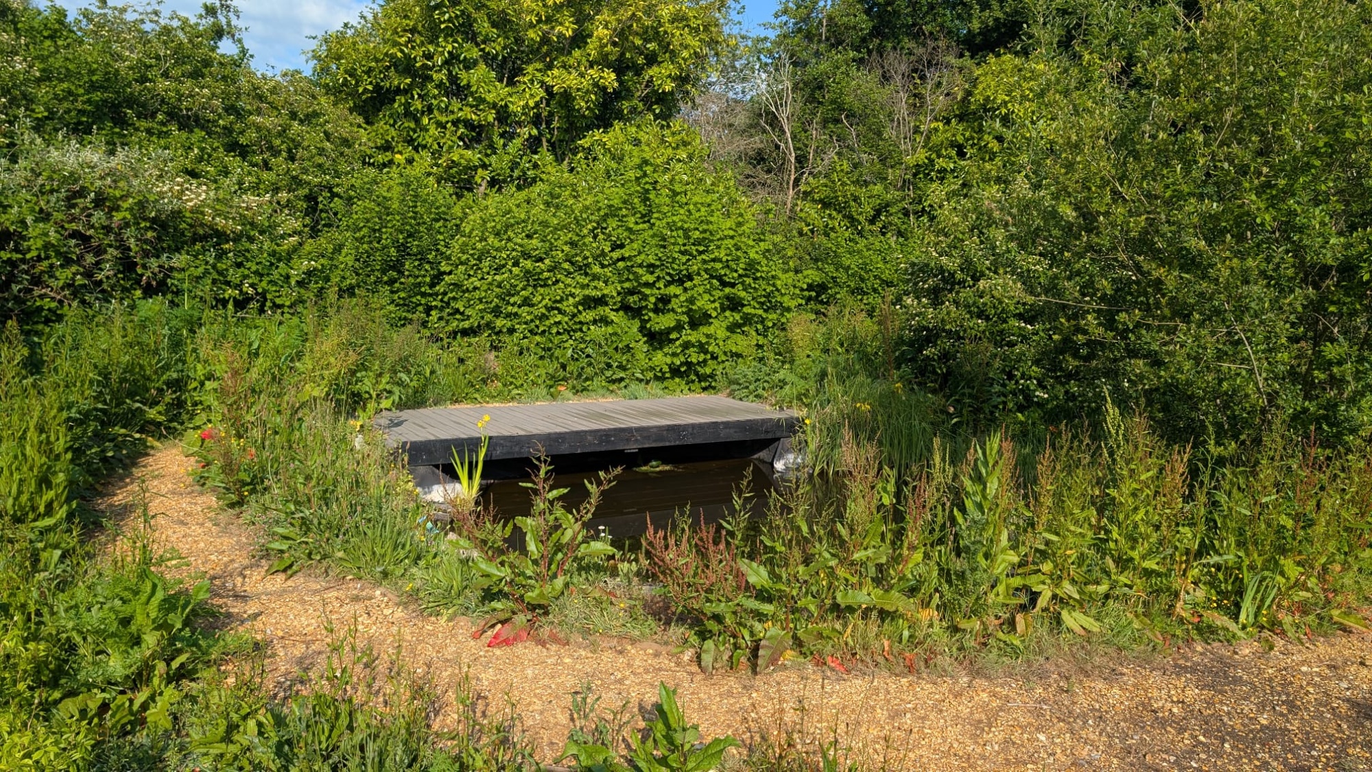 A pond with a platform and bushes around the edge